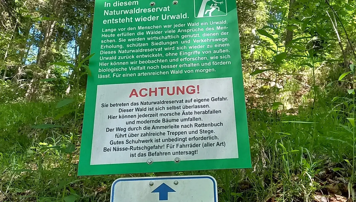 Rundwanderung durch das Naturwaldreservat der Ammerleite | © DAV/Margaretha Jehle