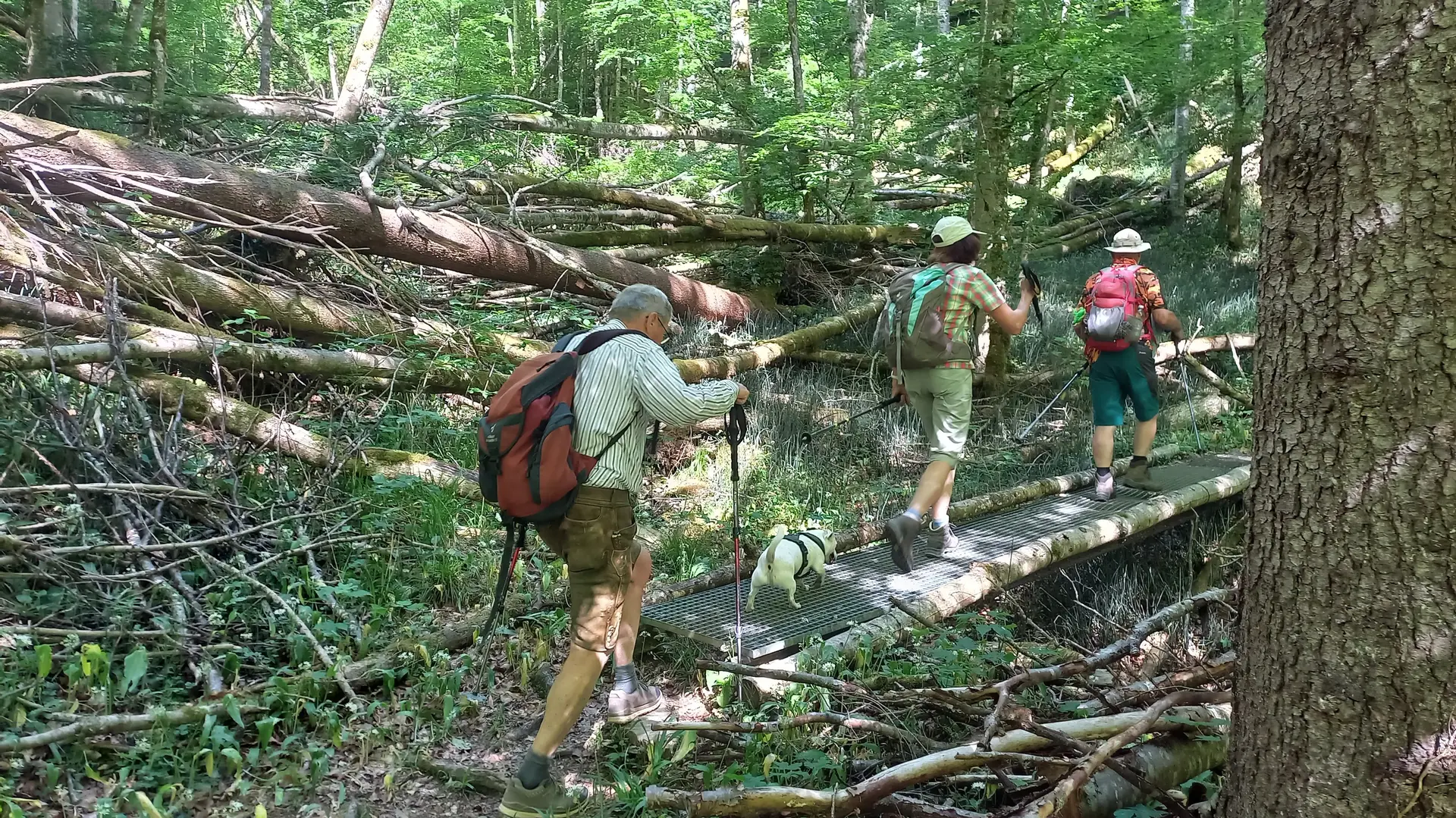 Rundwanderung durch das Naturwaldreservat der Ammerleite | © DAV/Margaretha Jehle