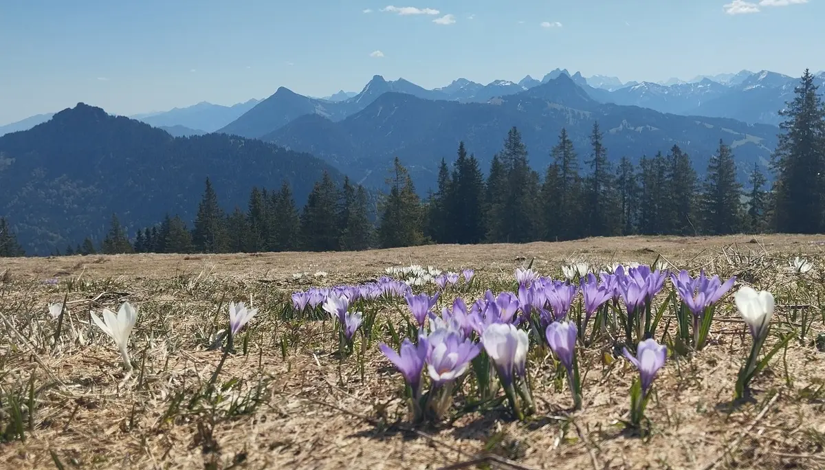 Krokuswiesen in weiß und blau | © Alena Srovnalova