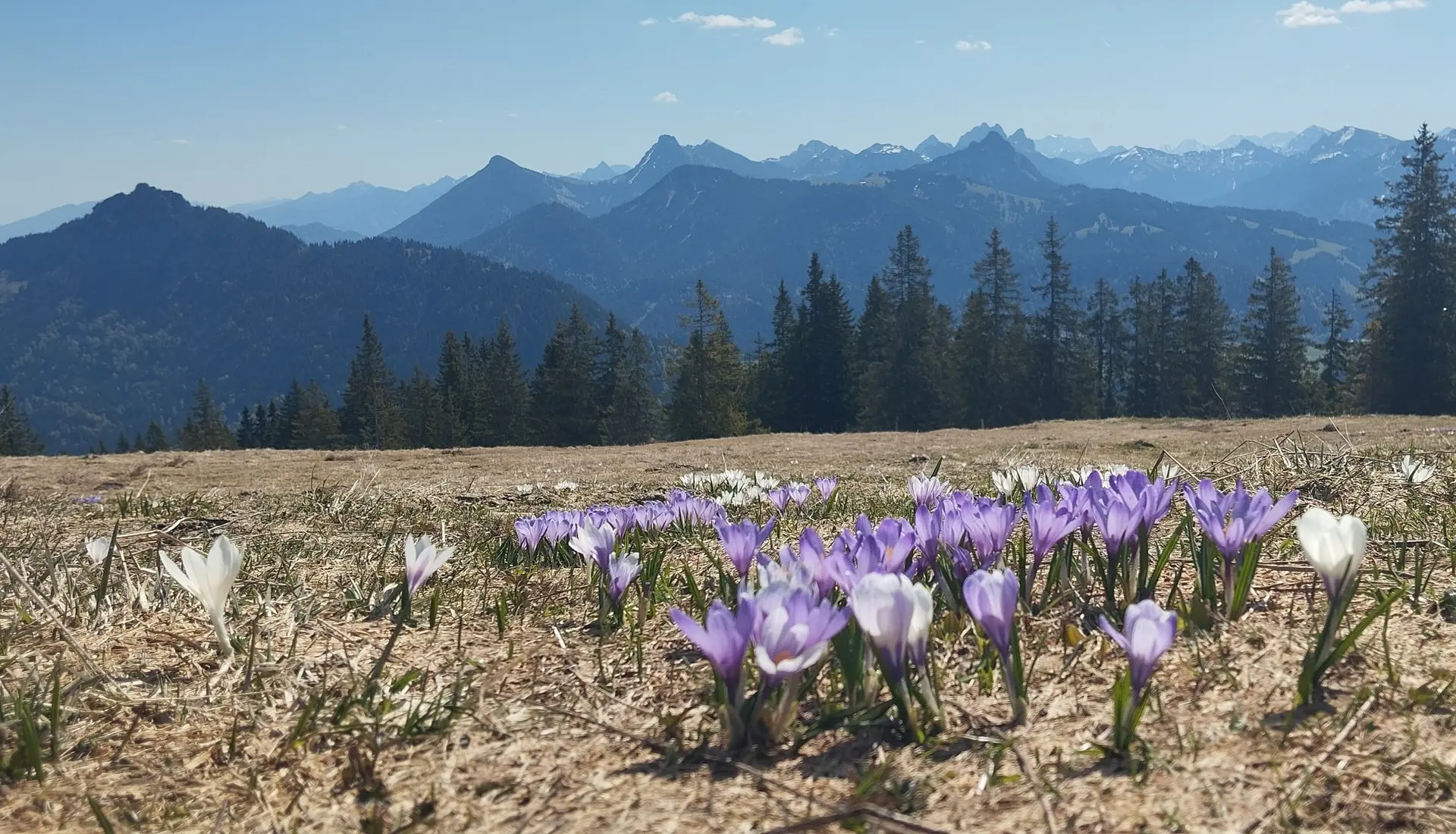Krokuswiesen in weiß und blau | © Alena Srovnalova