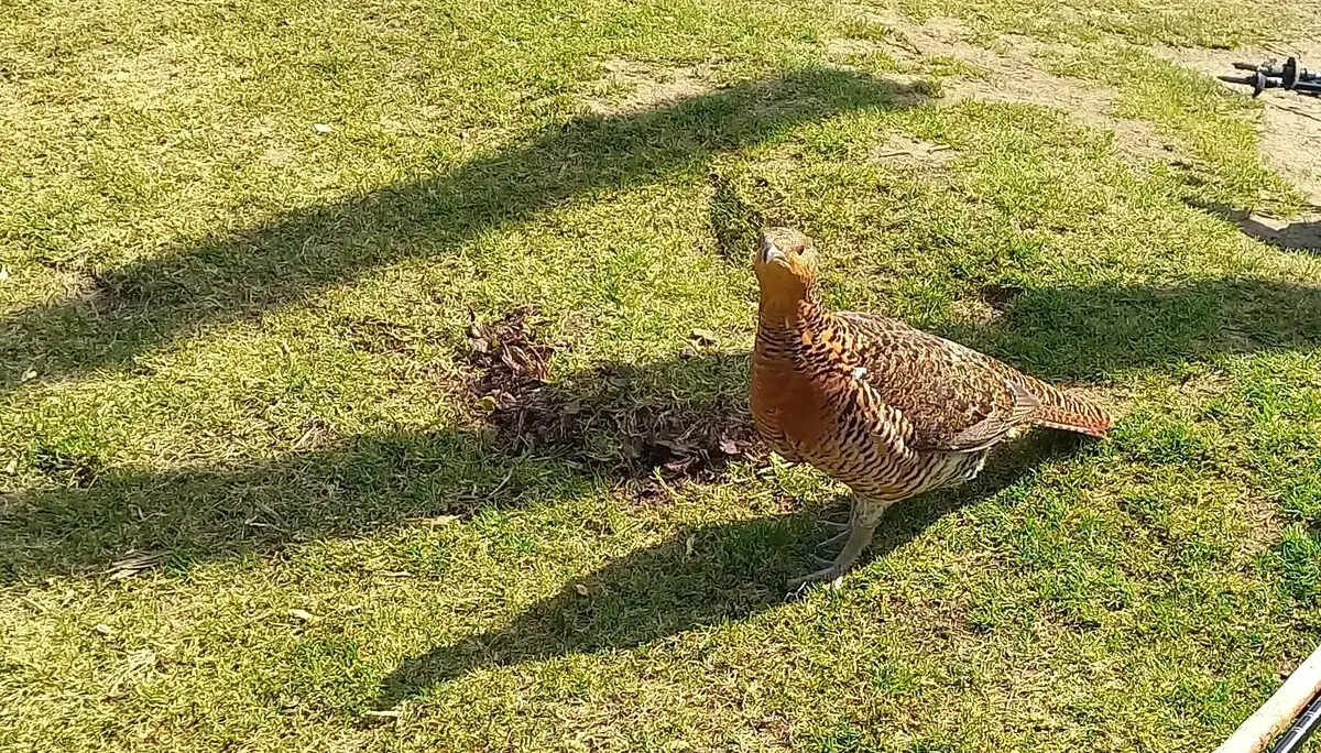 Rauhfußhuhn am Gipfel | © Alena Srovnalova