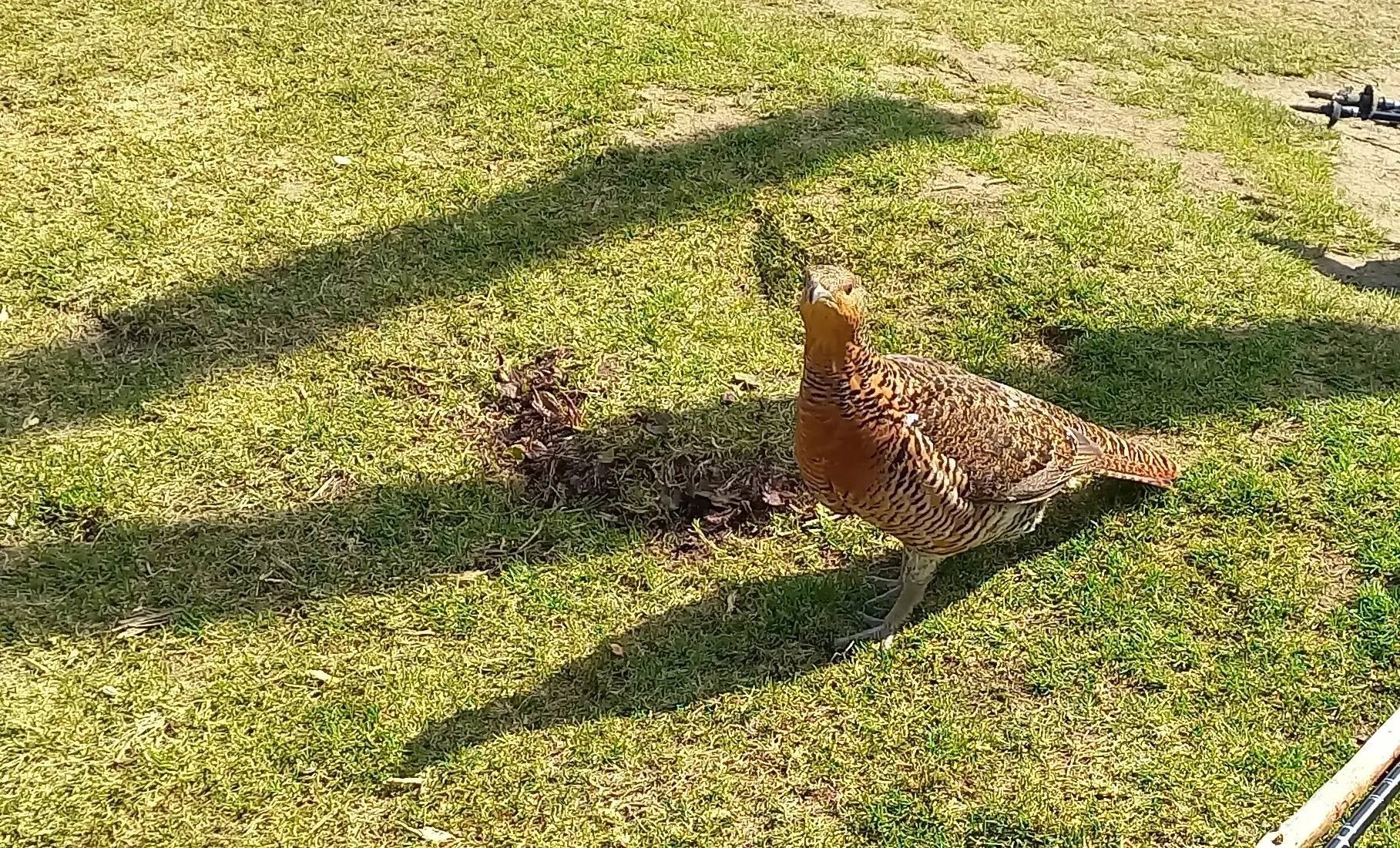 Rauhfußhuhn am Gipfel | © Alena Srovnalova