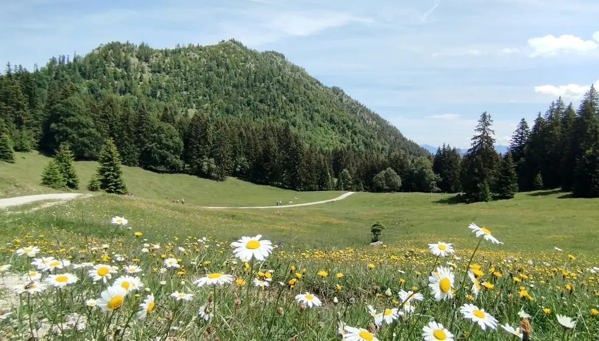 Blumenwiese mit Alpenpanorama | © Alena Srovnalova