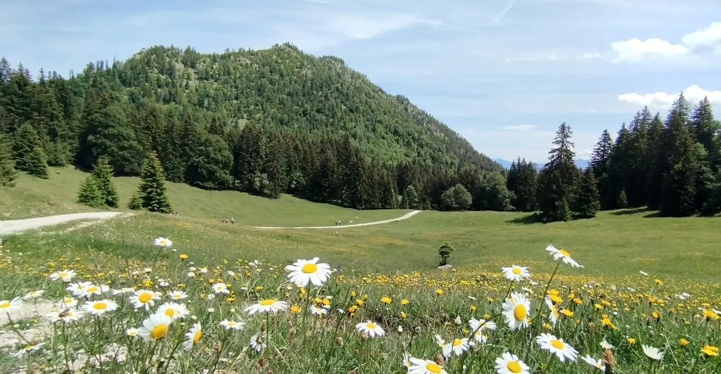 Blumenwiese mit Alpenpanorama | © Alena Srovnalova