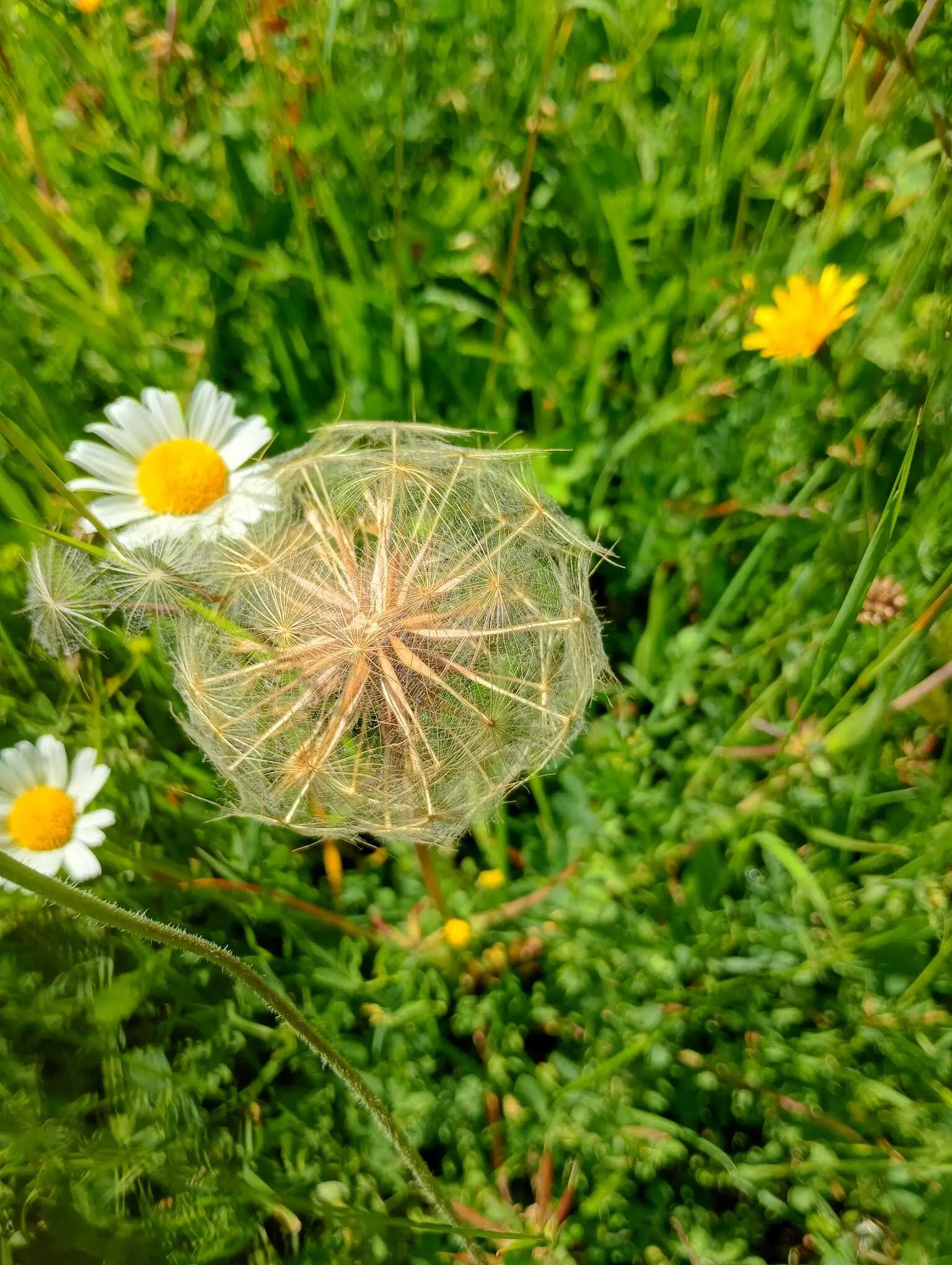 Schöne Flora am ganzen Weg | © Maria-Theresia Schneider