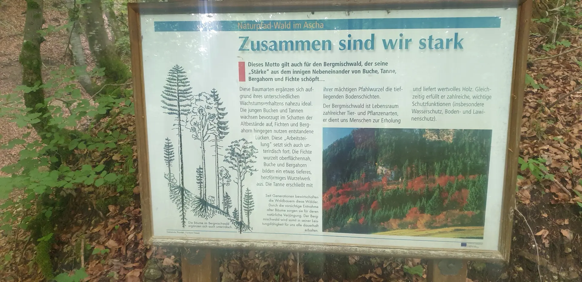 Wanderweg Richtung Milchhäusle | © DAV/Helga Obermüller
