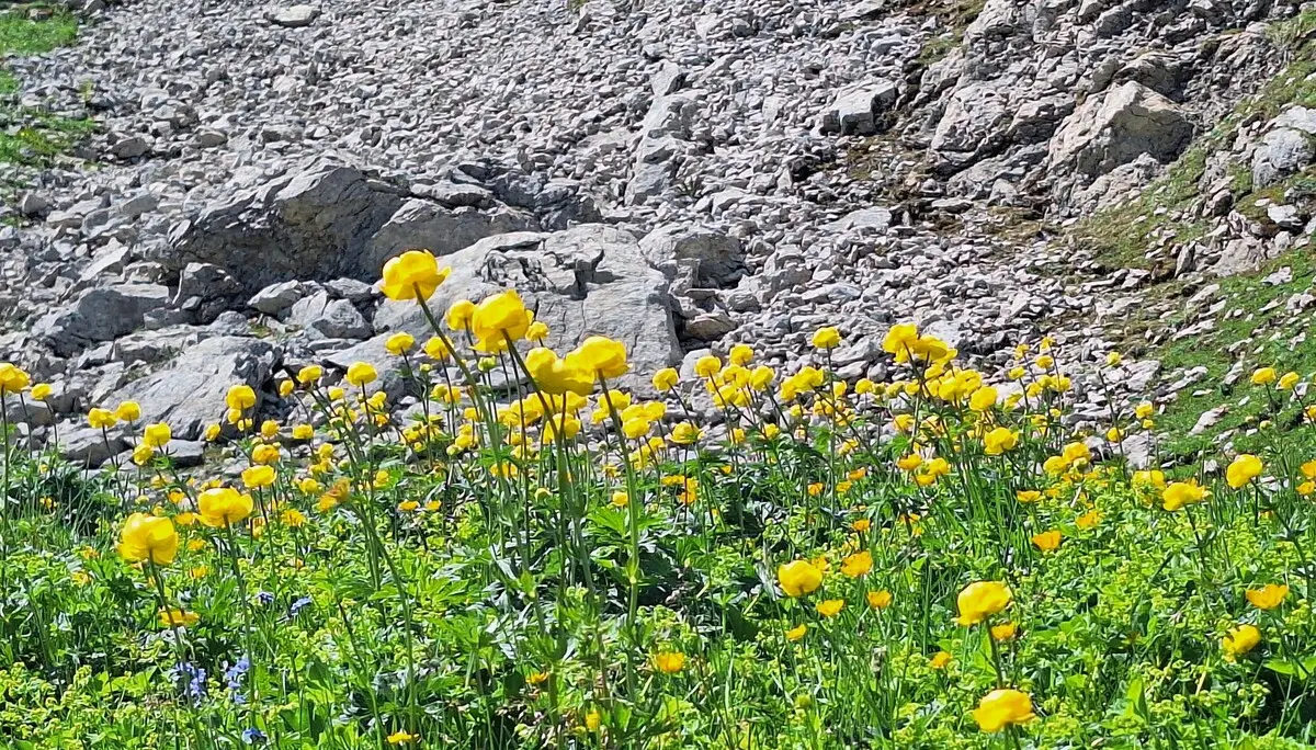 Wanderung zum Füssner Jöchle | © DAV/Margaretha Jehle