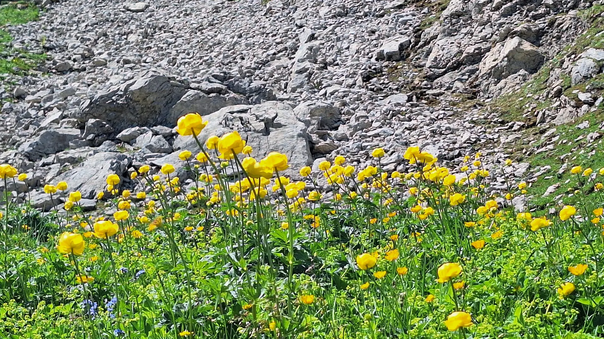 Wanderung zum Füssner Jöchle | © DAV/Margaretha Jehle
