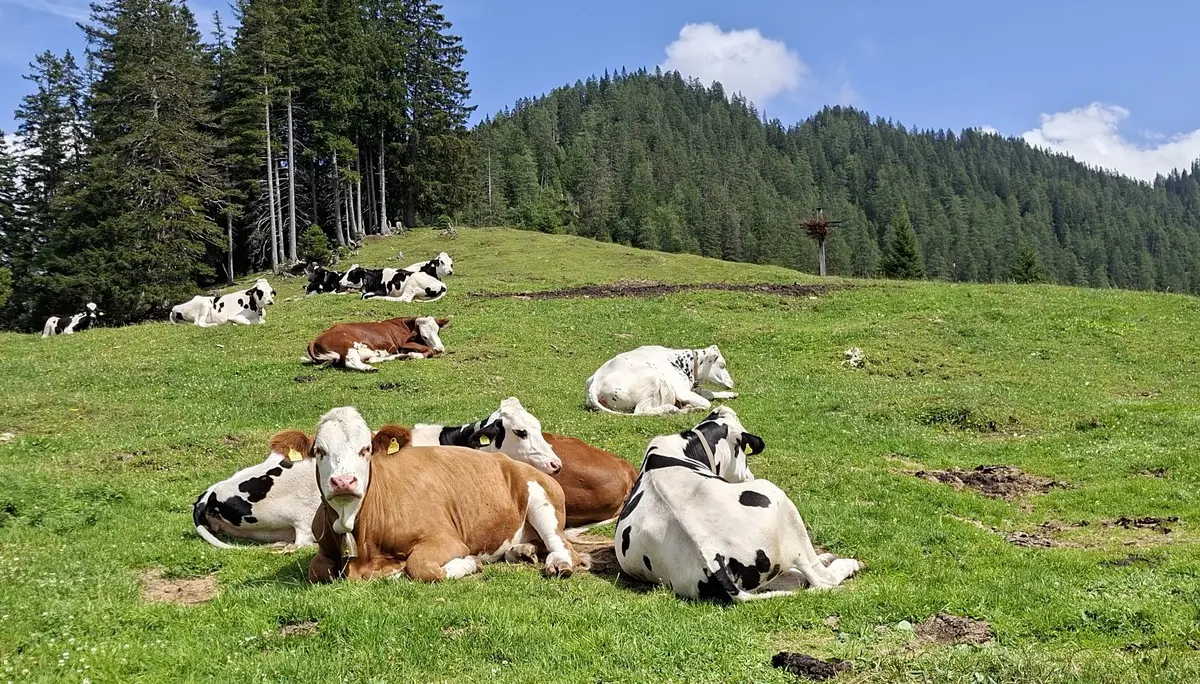 Wanderung im Karwendelgebiet - Die Kühe an der Alm ruhen sich gemütlich aus | © DAV/Helga Obermüller