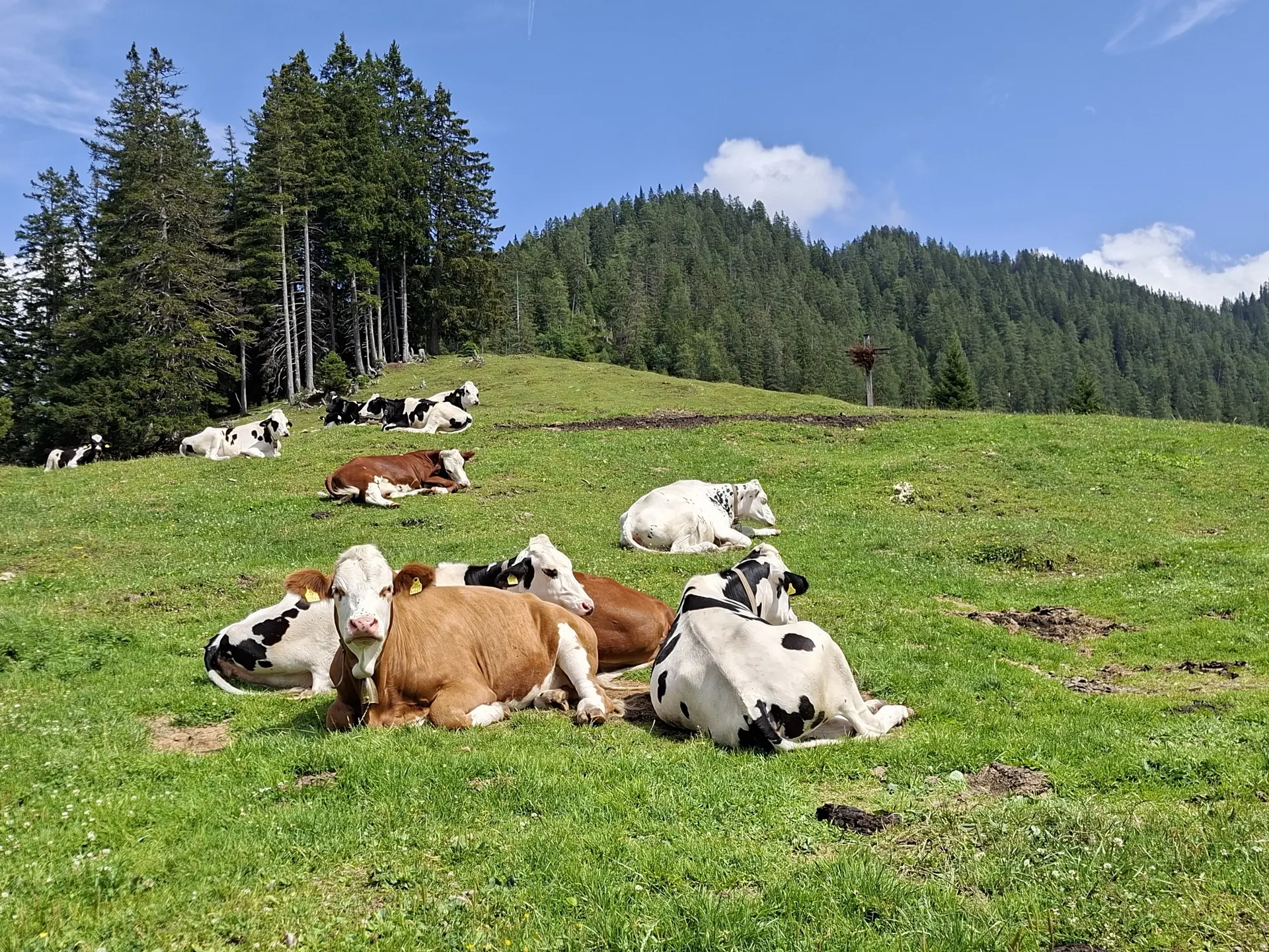 Wanderung im Karwendelgebiet - Die Kühe an der Alm ruhen sich gemütlich aus | © DAV/Helga Obermüller