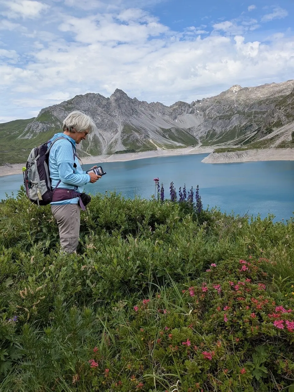 Wanderwoche in Bludenz - Alpenrosen und Eisenhut | © DAV/Beate Schak