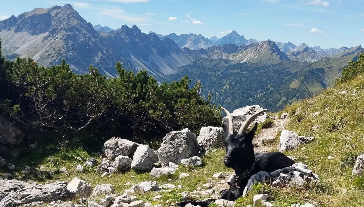 Wanderung auf den Litnisschrofen - Steinbock | © Alena Srovnalova