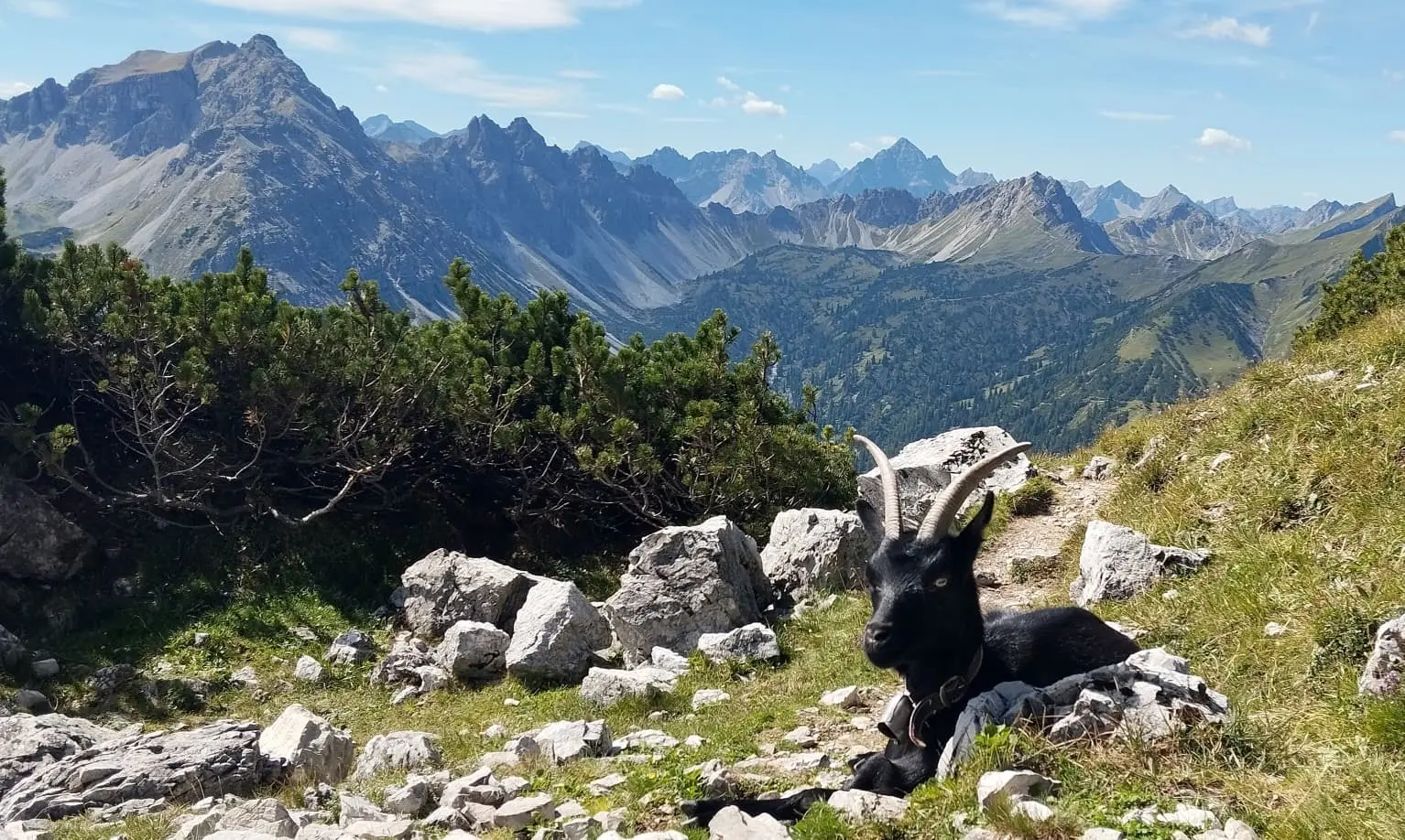 Wanderung auf den Litnisschrofen - Steinbock | © Alena Srovnalova