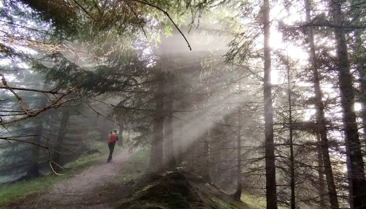 Mystisches Bild - Nebel zwischen den Bäumen | © Alena Srovnalova