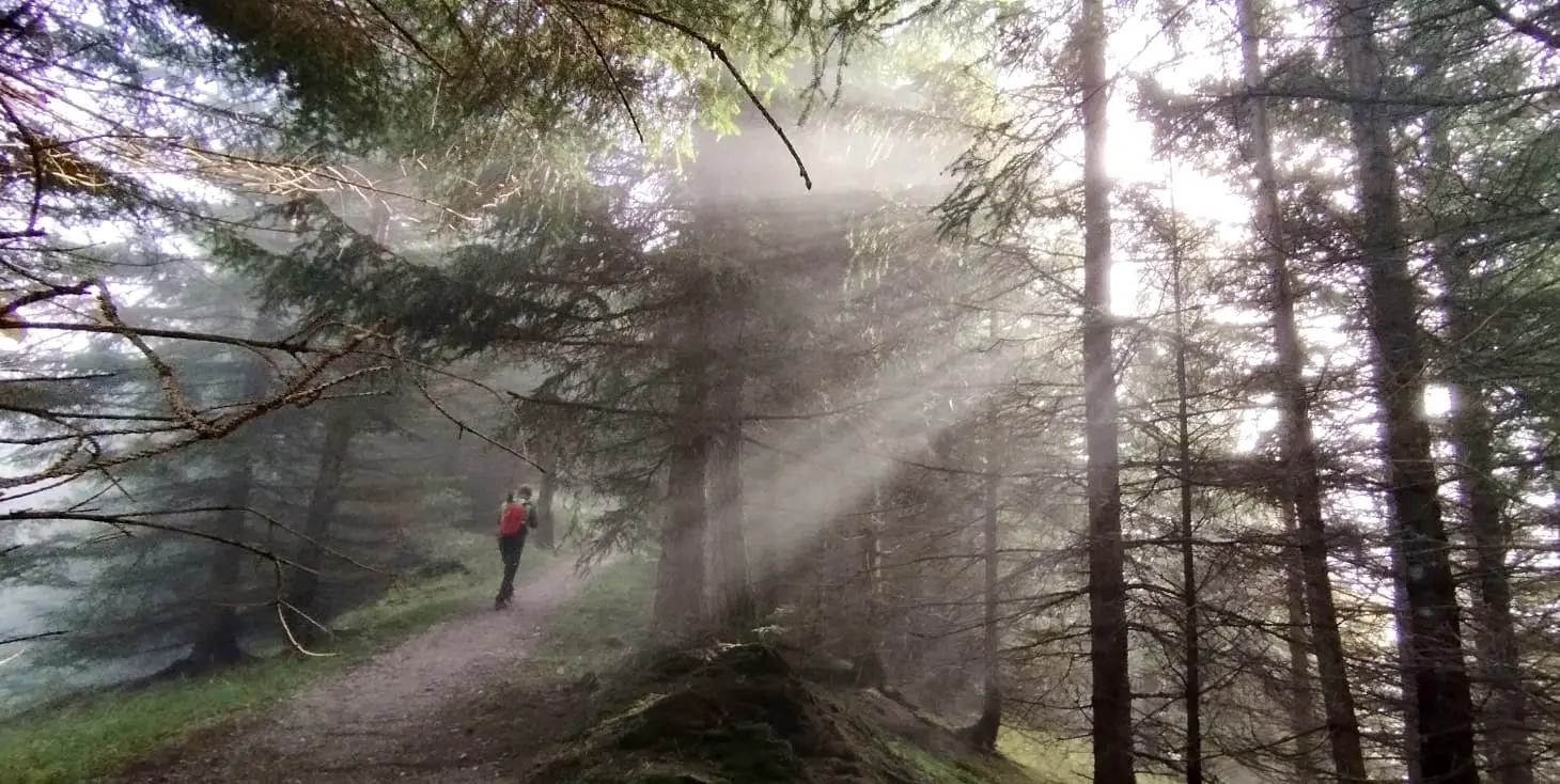 Mystisches Bild - Nebel zwischen den Bäumen | © Alena Srovnalova