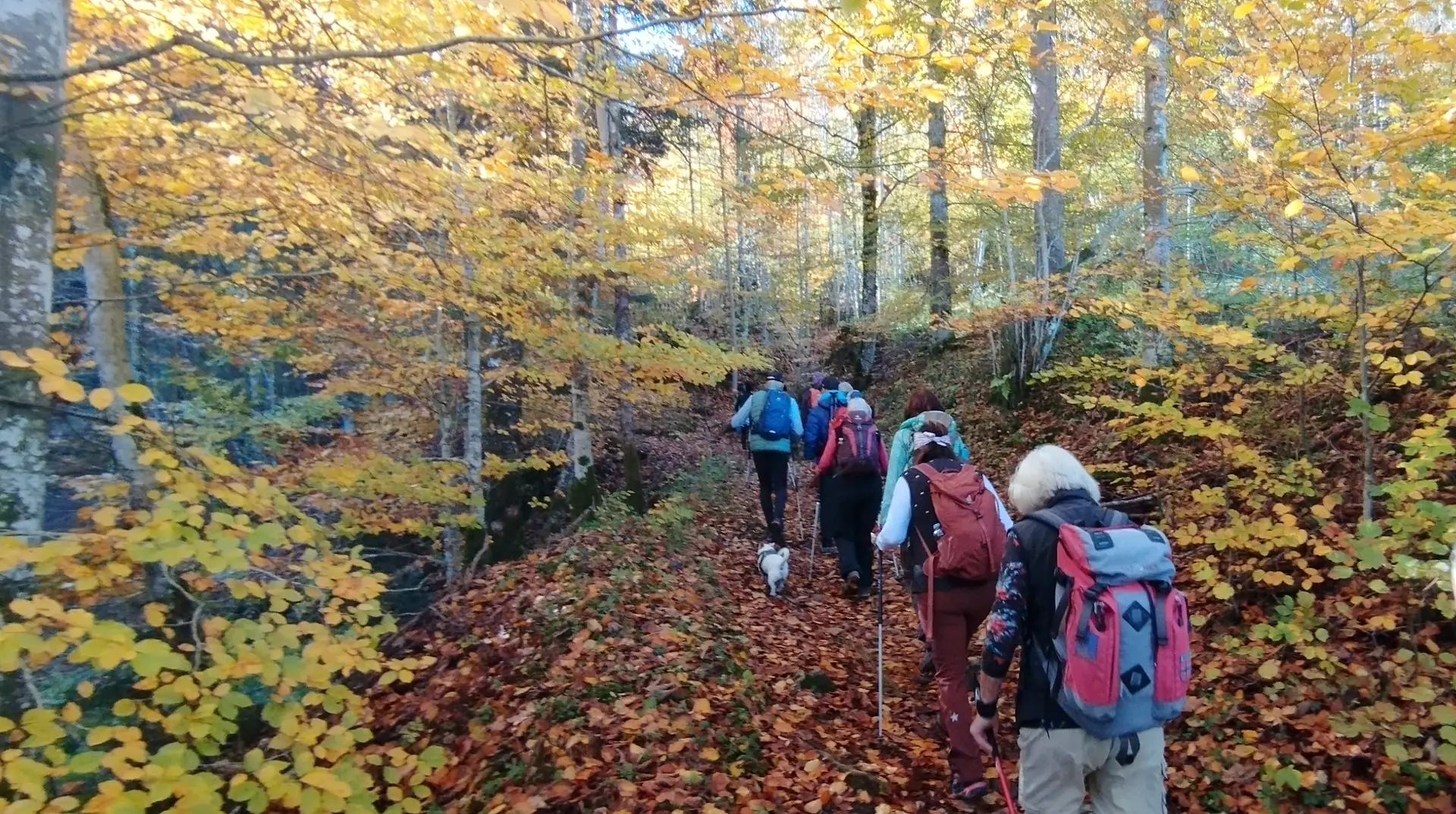 Wanderung durch die Reichenbachklamm zur Hochalphütte | © Alena Srovnalova