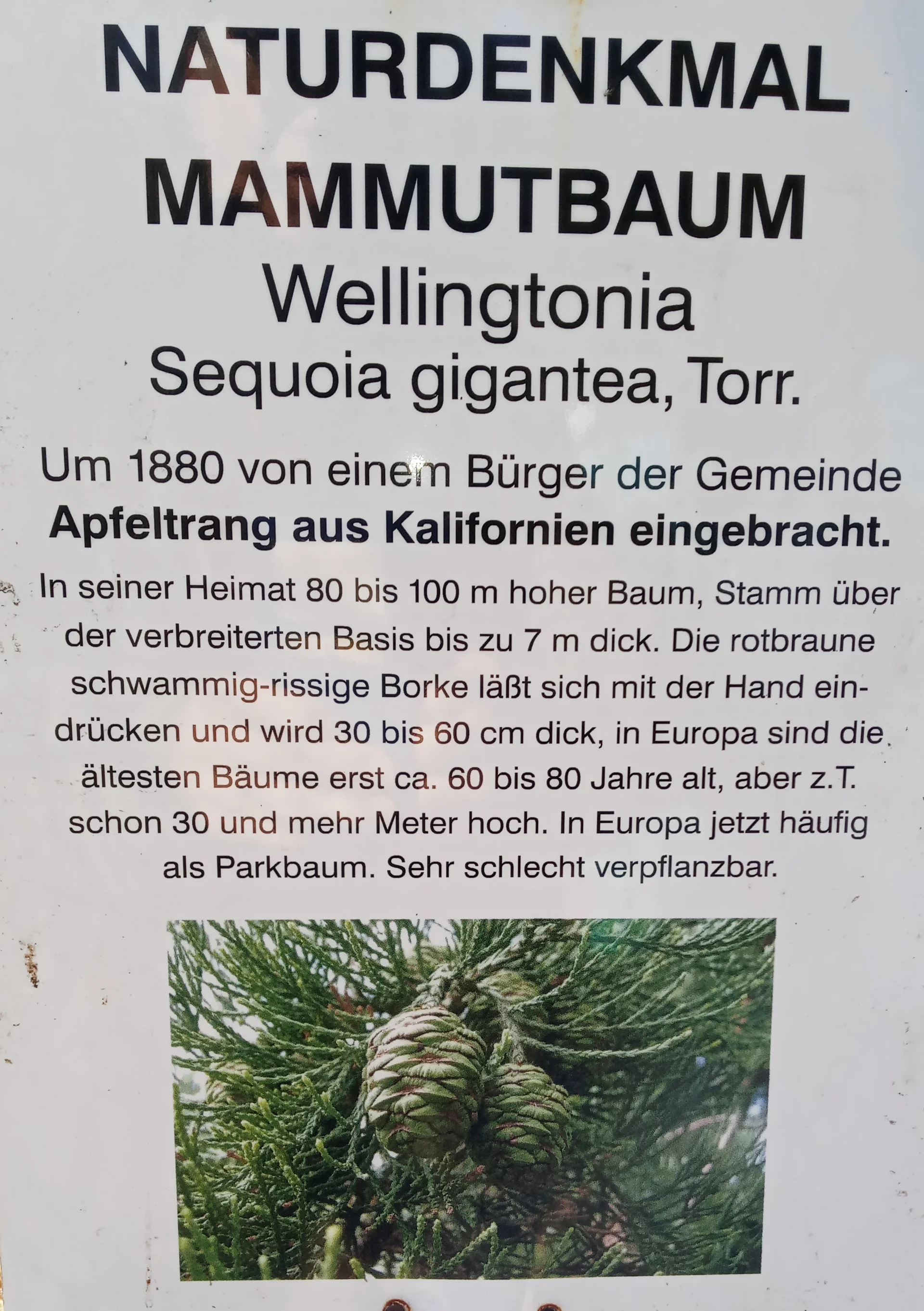 Apfeltranger Mammutbaum | © DAV/Siegfried Stanzel