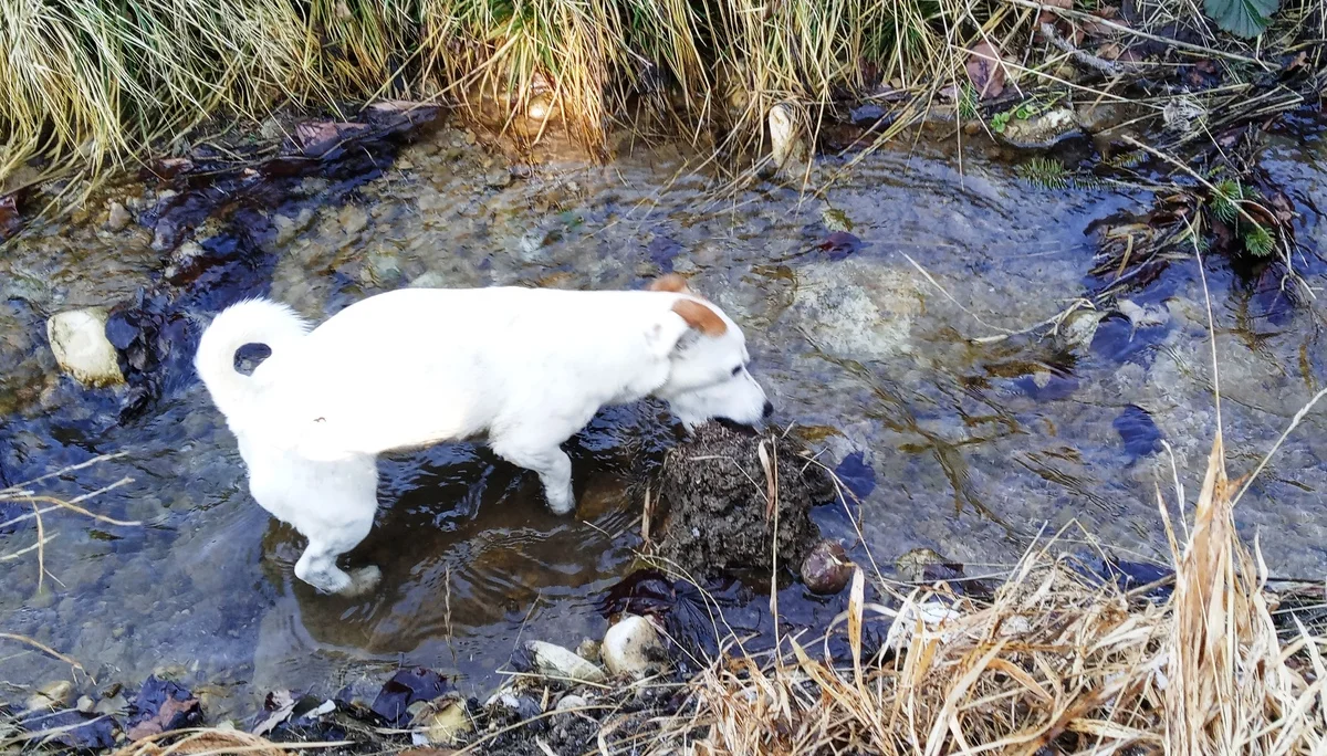 Jamie - unser fleißiger Begleithund | © DAV/Siegfried Stanzel