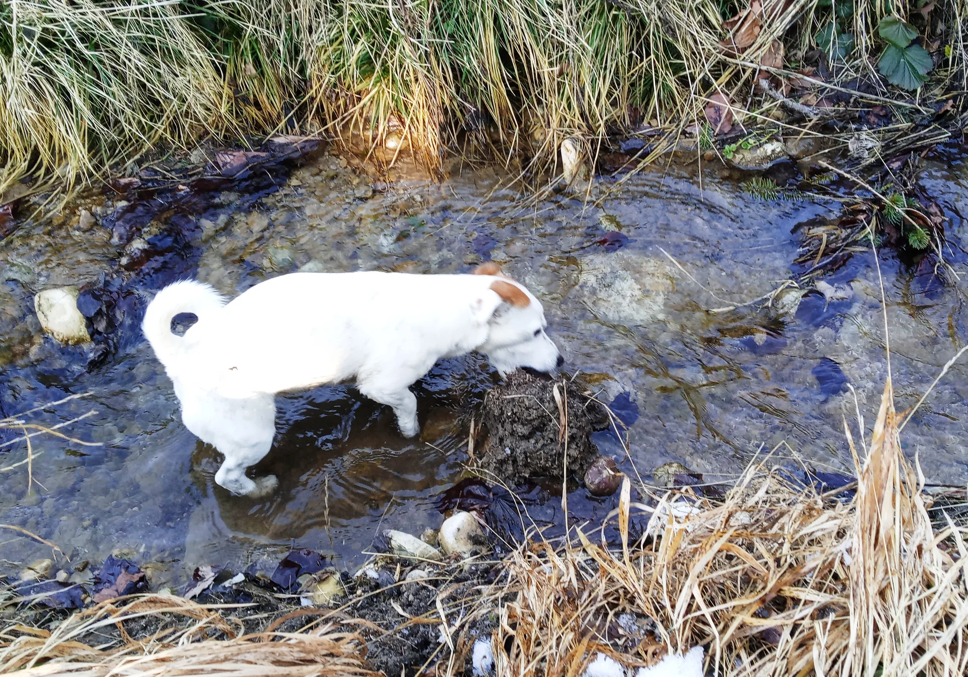 Jamie - unser fleißiger Begleithund | © DAV/Siegfried Stanzel