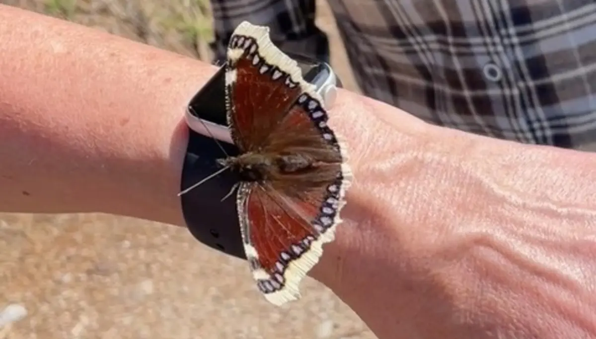 Trauermantel - eine besondere Schmetterlingsart | © Beate Schak
