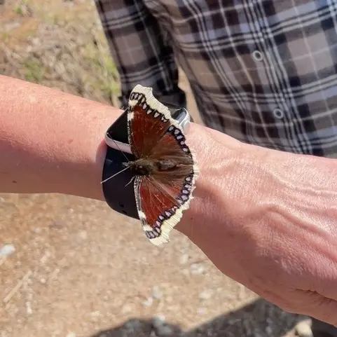 Trauermantel - eine besondere Schmetterlingsart | © Beate Schak