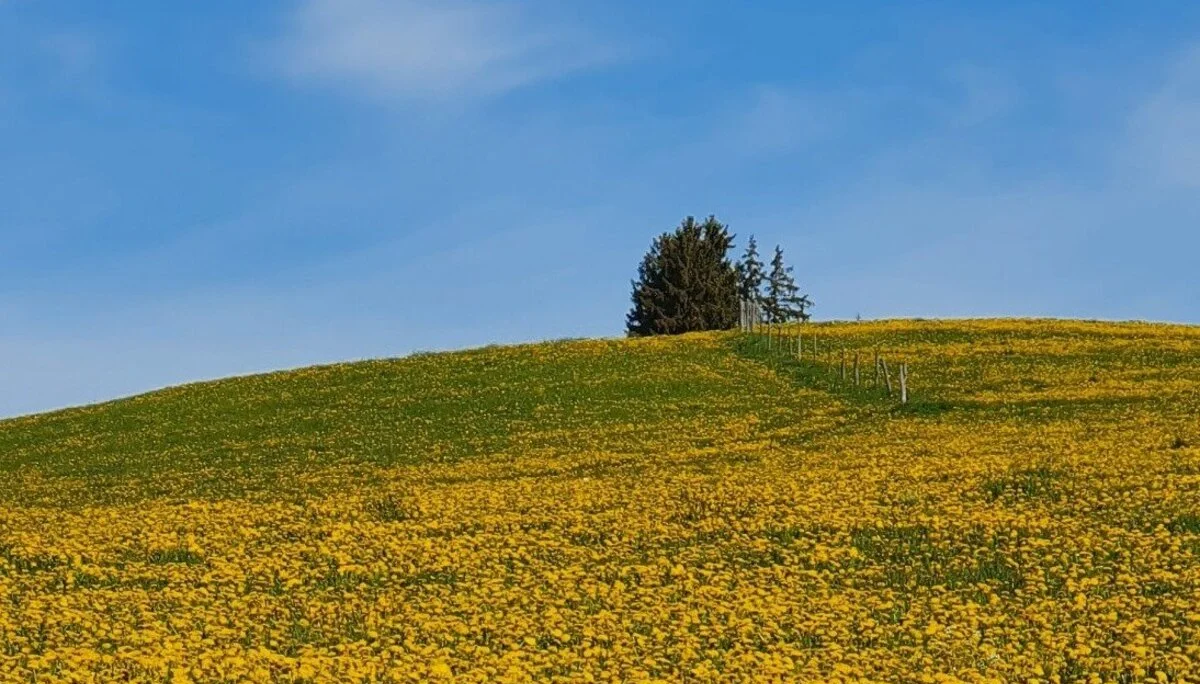 Gelbes Allgäu | © DAV/Werner Létang