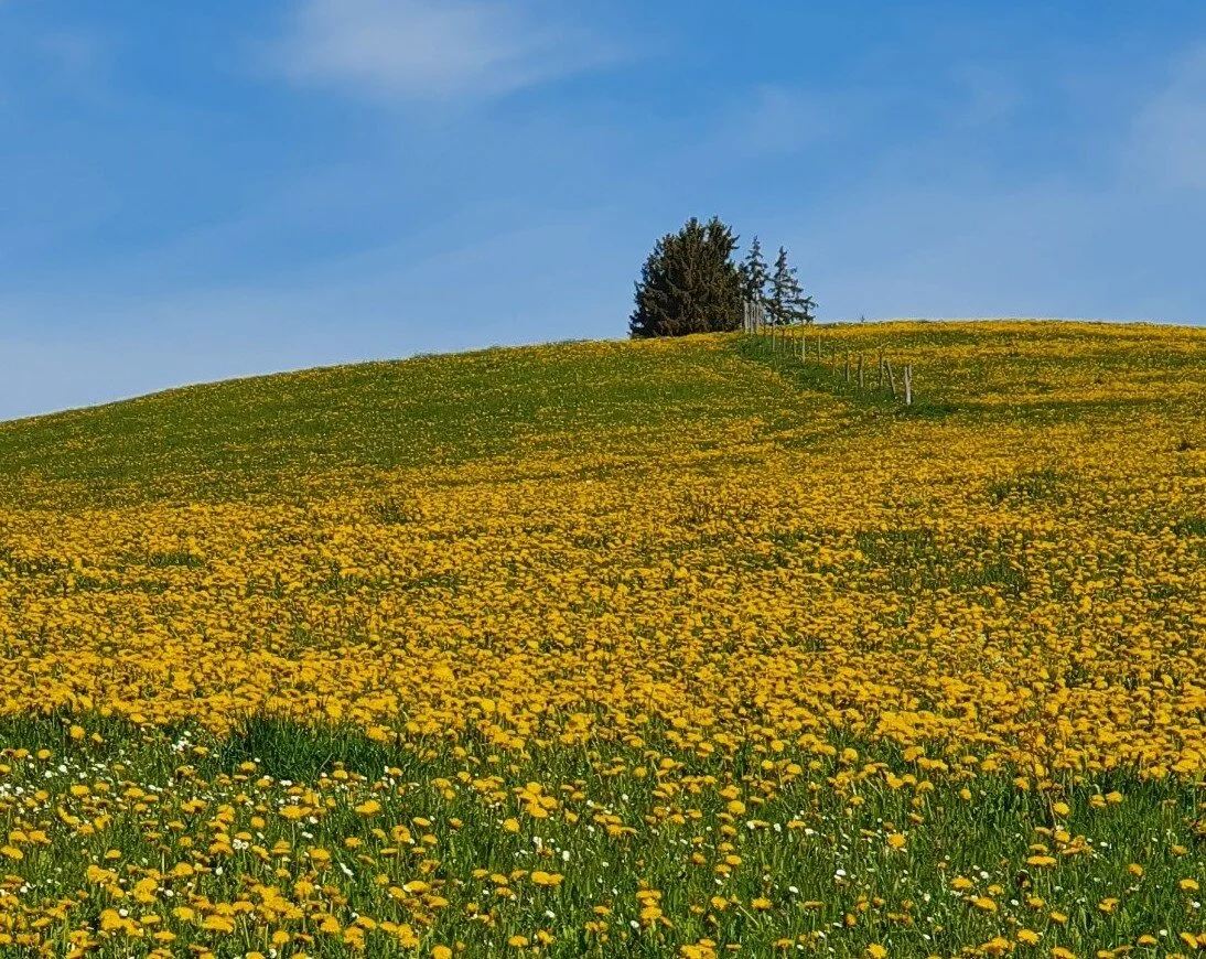 Gelbes Allgäu | © DAV/Werner Létang