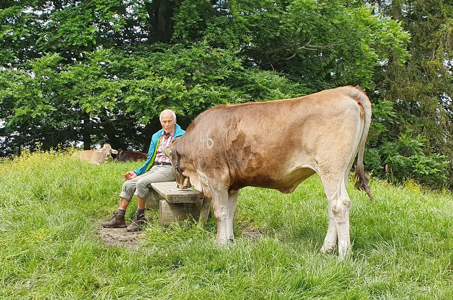Ein Hüterbub bei der Alpe Wenger Egg  | © DAV/Werner Létang