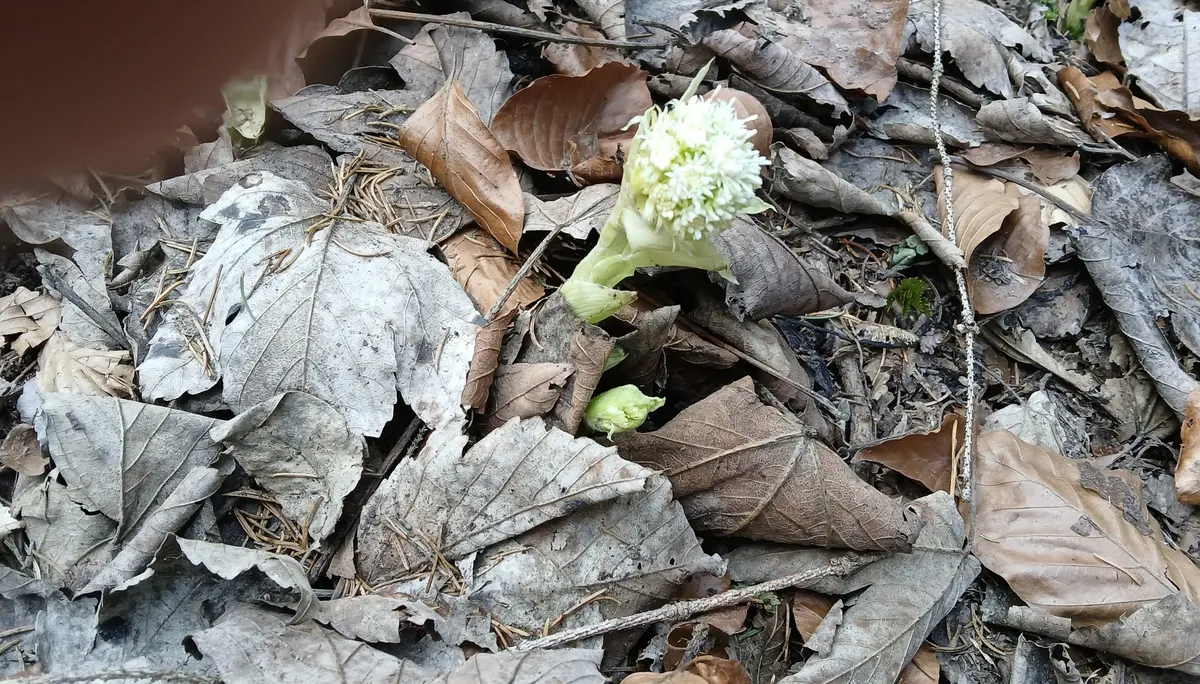 Wanderung am Alatsee, Mittersee, Obersee | © DAV/Siegfried Stanzel