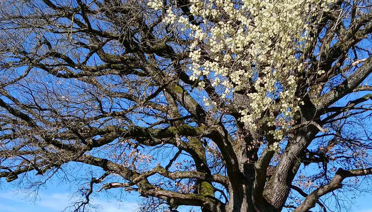 Rundweg zur Mindelburg | © DAV/Siegfried Stanzel